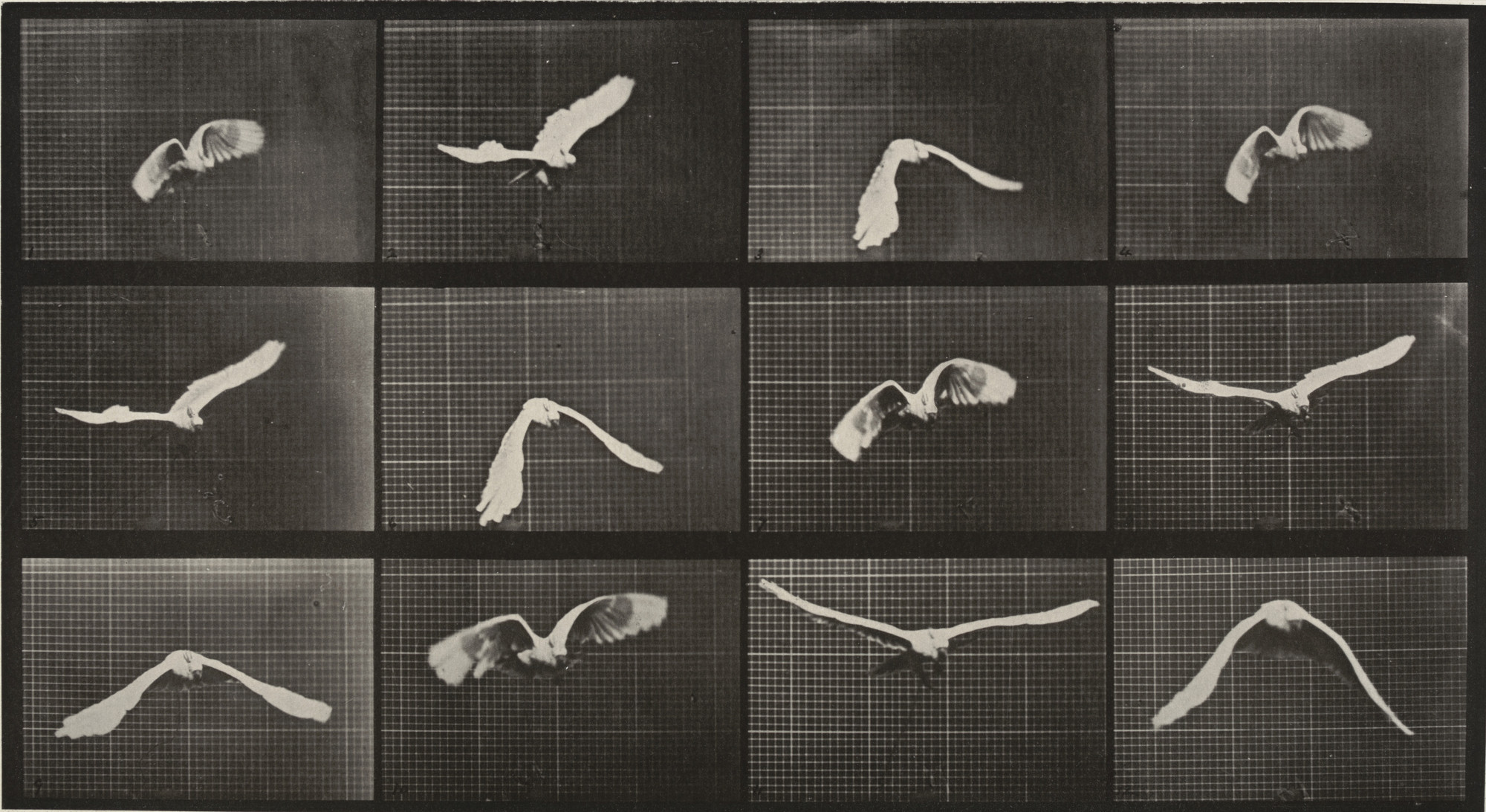 Eadweard J. Muybridge. Cockatoo Flying: Plate 762 from Animal Locomotion. 1884-86 | MoMA